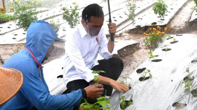 Presiden Joko Widodo (Jokowi) meninjau lokasi lumbung pangan atau food estate di Desa Lamuk, Kecamatan Kalijajar, Kabupaten Wonosobo, Provinsi Jawa Tengah, pada Selasa (14/12/2021). (Foto : Biro Pers, Media, dan Informasi Sekretariat Presiden)