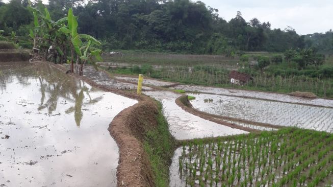 Misteri Benda Asing di Sawah yang Resahkan Warga Akhirnya Terungkap