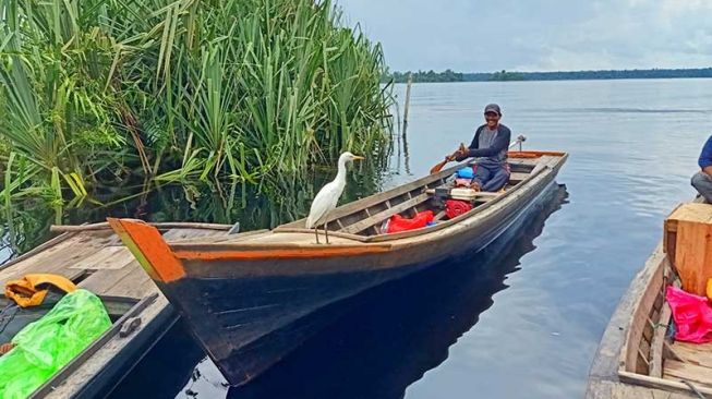 Perjuangan Nelayan Danau Zamrud, Jaga Konservasi Alam di Tanah Petro Dollar