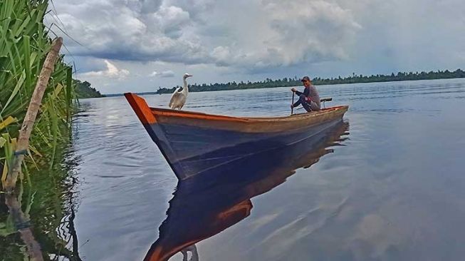 Nelayan danau Zamrud, Muis (59) saat mengayuh perahu pompong ditemani seekor burung bangau putih jinak. [Suara.com/Panji Ahmad Syuhada]