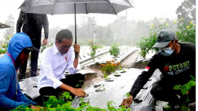 Diguyur Hujan, Presiden Jokowi Tanam Cabai
