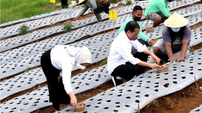 Ke Temanggung, Presiden Jokowi Berharap Produktivitas Bawang Merah Bisa Meningkat