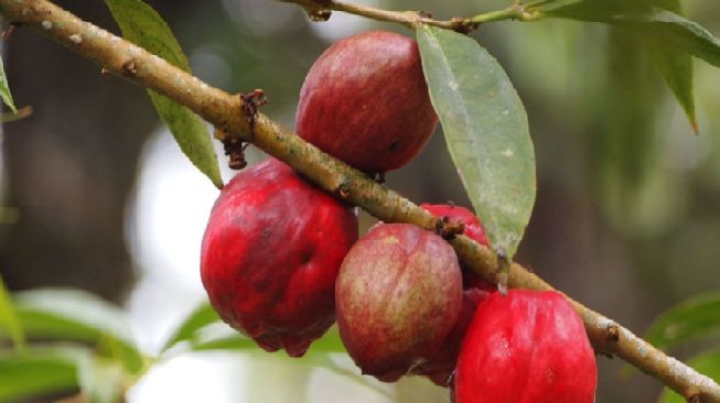 5 Manfaat Buah Simalakama untuk Kesehatan, Obati Kolesterol sampai Hipertensi