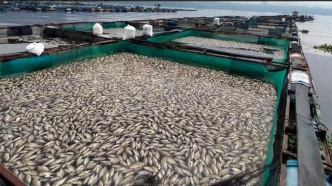 Bertambah Lagi, Ikan Mati di Danau Maninjau Hampir 1.000 Ton