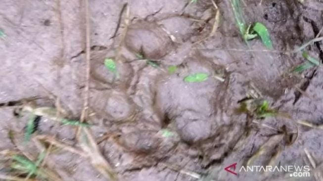 Harimau Muncul di Agam, Sempat Buru Ternak Warga