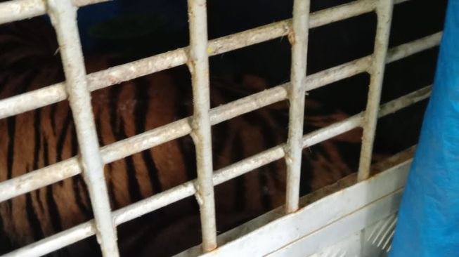 Harimau yang Masuk Kampung Warga di Palas Sumut Ditangkap