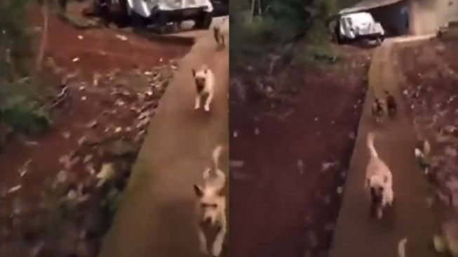 Lagi Antar Paket, Kurir Ini Malah Berakhir Apes Putar Balik Dikejar Kawanan Anjing (Twitter/@GarasiKomedi)