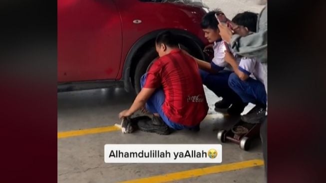 Sosok Kucing Bikin Pemobil Batal ke Acara Penting, Ini Dia Alasannya