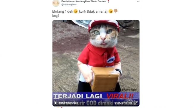 Kucing jadi kurir COD (Twitter)