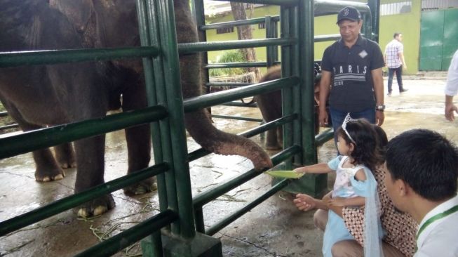 Anak Gajah Koleksi KBS yang Diberi Nama Dumbo Oleh Tri Rismaharini Mati Misterius