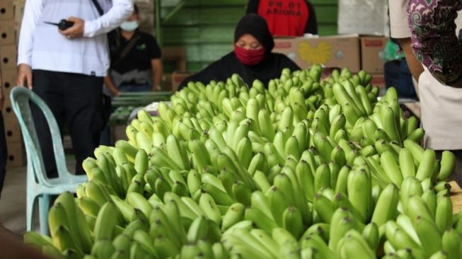 Harga Turun Tajam, Petani Pisang di Lampung Minta Pemerintah Turun Tangan