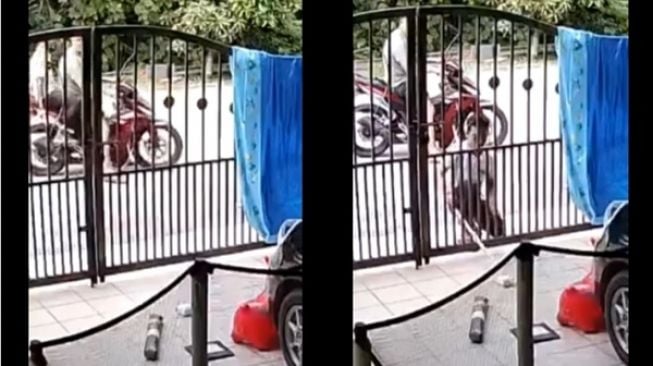 Terekam CCTV, Viral Pria Nekat Curi Paket Pemilik Rumah yang Tergeletak di Depan Rumah