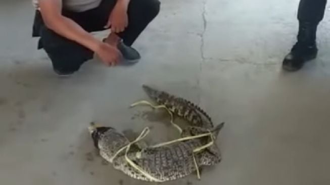 Buaya Masuk Pemukiman, Gegerkan Warga Muaragembong Bekasi