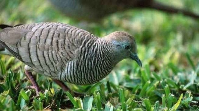 Tips Cara Ampuh Jernihkan Suara Burung Perkutut
