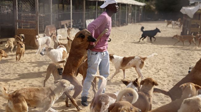 Saed al-Aer bermain dengan anjing-anjing di penampungan Sulala Society for Animal Care, Kota Gaza, Palestiina, pada (16/12/2021). [MOHAMMED ABED / AFP]