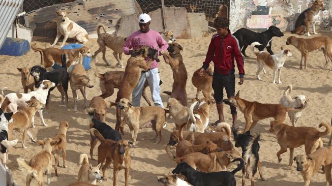 Saed al-Aer bermain dengan anjing-anjing di penampungan Sulala Society for Animal Care, Kota Gaza, Palestiina, pada (16/12/2021). [MOHAMMED ABED / AFP]