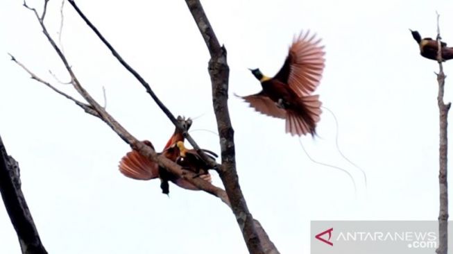 Empat Ekor Aves Dilepasliarkan di Hutan Papua