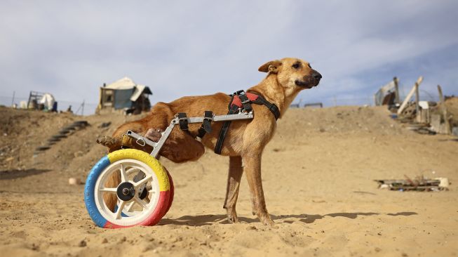 Lucy berjalan di kursi roda barunya yang terbuat dari bagian sepeda anak-anak di penampungan Sulala Society for Animal Care, Kota Gaza, Palestiina, pada (16/12/2021). [MOHAMMED ABED / AFP]