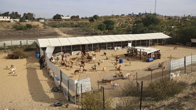 Hewan menyantap makanan di penampungan Sulala Society for Animal Care, Kota Gaza, Palestiina, pada (16/12/2021). [MOHAMMED ABED / AFP]