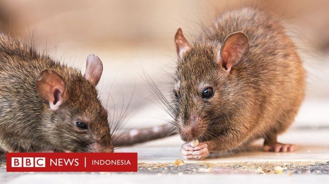 Warga New York Keluhkan Wabah Tikus di Restoran-restoran Pinggir Kalan