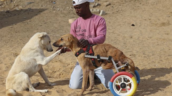 Saed al-Aer menyapa anjing lain saat membetulkan kursi roda Lucy, yang dia buat dari bagian-bagian sepeda anak-anak di penampungan Sulala Society for Animal Care, Kota Gaza, Palestiina, pada (16/12/2021). [MOHAMMED ABED / AFP]