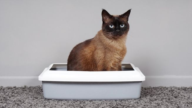 Inilah Alasan Kucing Perlu Litter Box atau Kotak Pasir, Jangan Disepelekan