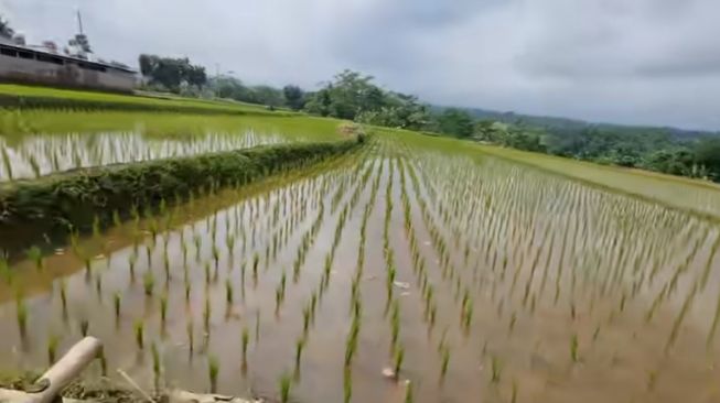 Sawah kakek tinggal di gubuk (Youtube Alman Mulyana)