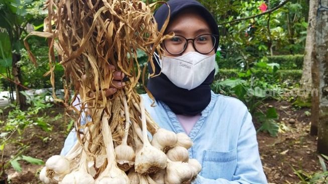 Bawang Putih Lokal Kalah Saing, Pasar 95 Persen Dikuasai Impor