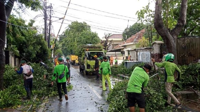 Diterjang Hujan Angin, Sembilan Pohon Tumbang di Jakarta Pusat