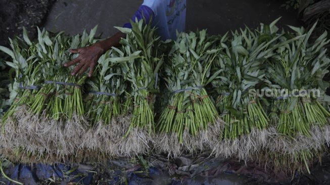 Petani membersihkan hasil panen di area lahan pertanian yang berada di dekat proyek pembangunan Jakarta International Stadium (JIS), Sunter Agung, Jakarta, Kamis (23/12/2021). [Suara.com/Angga Budhiyanto]