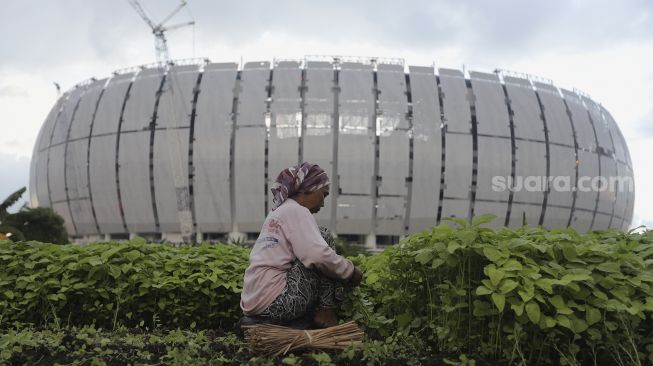 Petani memilah hasil panen dengan latar belakang proyek pembangunan Jakarta International Stadium (JIS) di kawasan Sunter Agung, Jakarta, Kamis (23/12/2021). [Suara.com/Angga Budhiyanto]