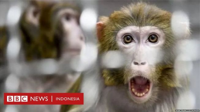 Gerombolan Monyet Bunuh 200 Anjing untuk Balas Dendam, Fakta atau Hoaks?
