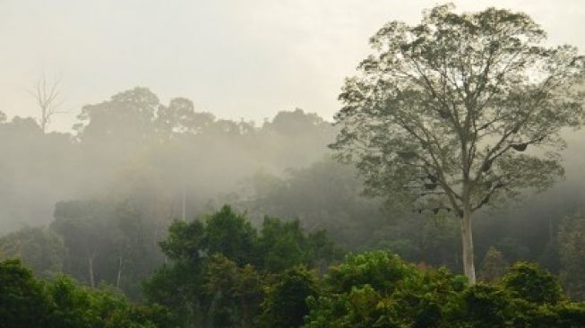 Kearifan Lokal Melayu Riau Dalam Melestarikan Pohon Adat Sialang