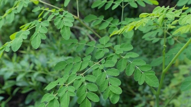 5 Manfaat Daun Kelor Untuk Kesehatan, Bisa Kontrol Tekanan Darah