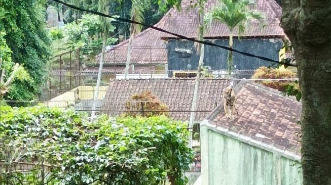 Nyaris Lepas! Harimau Kebun Binatang Banjarnegara Lompat ke Atap Kandang