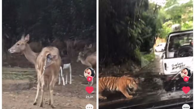 Viral Curhat Pengunjung Taman Safari 'Terjebak' di Area Binatang Buas, Ternyata Gegara Ini