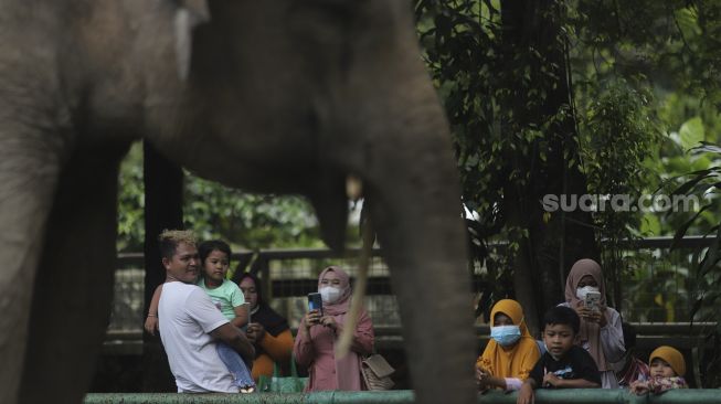 Pengunjung melihat gajah di Taman Margasatwa Ragunan, Jakarta, Minggu (26/12/2021). [Suara.com/Angga Budhiyanto]