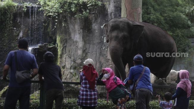 Pengunjung melihat gajah di Taman Margasatwa Ragunan, Jakarta, Minggu (26/12/2021). [Suara.com/Angga Budhiyanto]