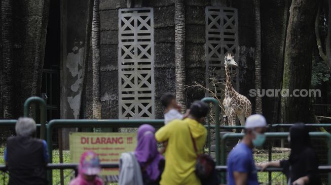 Pengunjung melihat jerapah di Taman Margasatwa Ragunan, Jakarta, Minggu (26/12/2021). [Suara.com/Angga Budhiyanto]