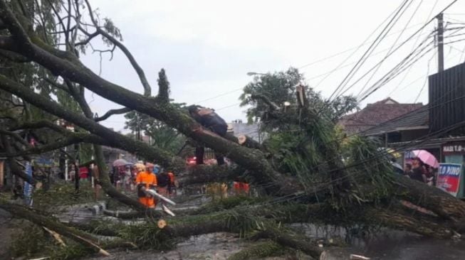 Belasan Pohon di Tasikmalaya Rungkad Diterjang Hujan dan Angin Kencang