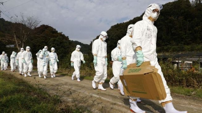 Terinfeksi Flu Burung, 190 Ribu Ayam di Belanda Bakal Dimusnahkan