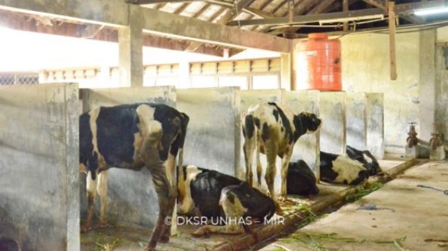 Fakultas Peternakan Unhas Terima Bantuan 20 Ekor Sapi Perah dari Kementerian Pertanian