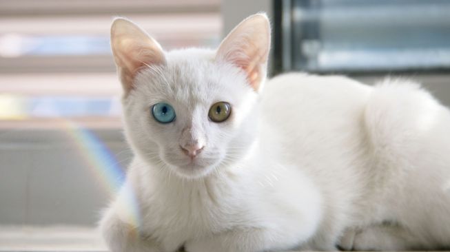 Ilustrasi kucing dengan mata beda warna (Pixabay/vistawei)