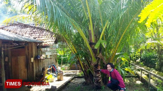 Pohon Kelapa di Pacitan Ini Aneh, Sering Didatangi Orang Sepuh dan Punya Hajat