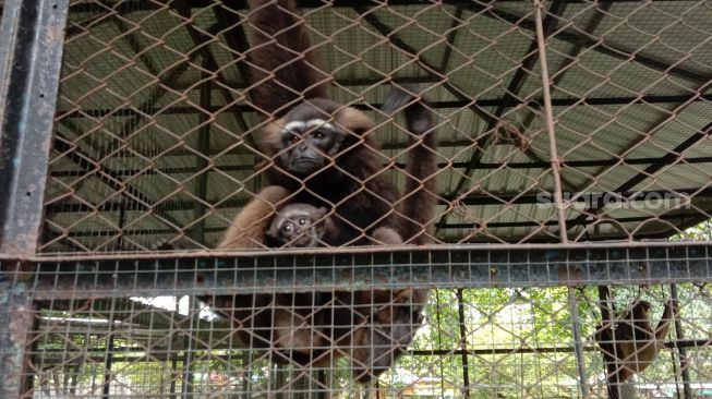 Hore! 2 Bayi Owa Ungko Lahir, Lengkapi Koleksi Satwa di Kebun Binatang Jurug