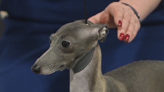 Seekor anjing Greyhund Italia terlihat selama European Dogs Show di Budapest, Hungaria, pada (28/12/2021). [ATTILA KISBENEDEK / AFP]