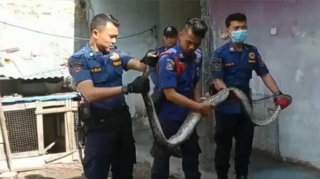 Masuk Pemukiman Warga Pekanbaru, Ular Piton 4 Meter Ditangkap