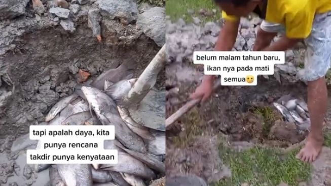 Ekspektasi Tahun Baru Bakar Ikan Bareng Keluarga, Berakhir Nyesek Ikan Sekolam Mati Semua (TikTok)