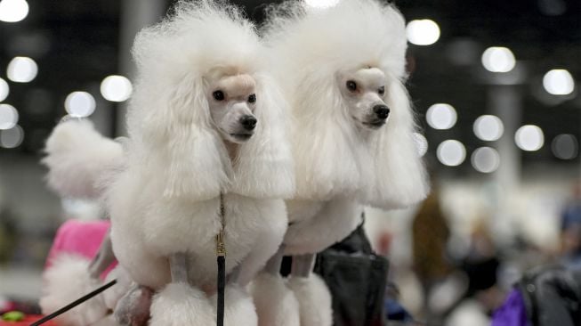 Sepasang pudel kerdil putih berdiri di atas meja selama European Dogs Show di Budapest, Hungaria, pada (28/12/2021). [ATTILA KISBENEDEK / AFP]