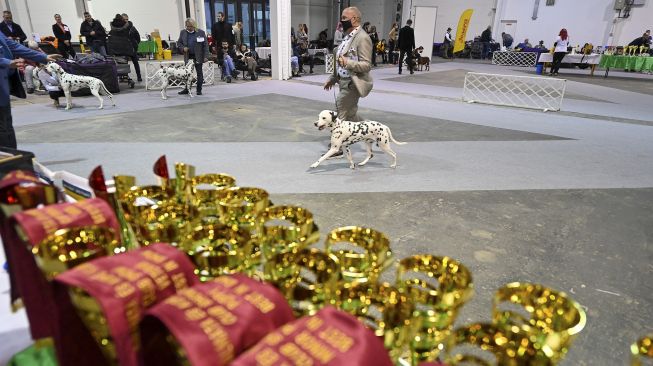 Seekor anjing Pointer berkompetisi selama European Dogs Show di Budapest, Hungaria, pada (28/12/2021). [ATTILA KISBENEDEK / AFP]